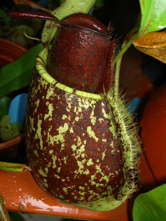 Nepenthes x hookeriana var. spotted & ampullaria 'harlequin'
